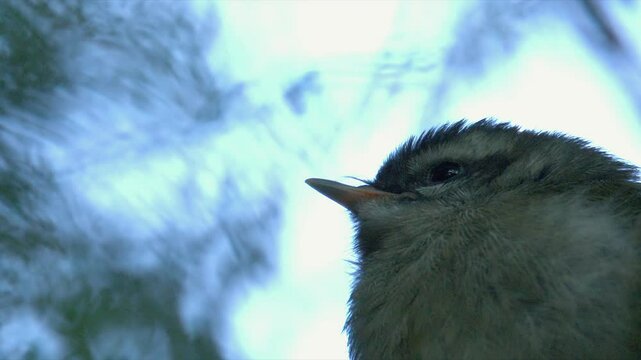 Close up low angle view: Fluffy young bird chick perched on tree branch