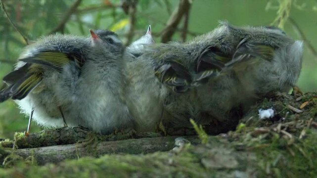 Fluffy Warbler bird chicks huddle together on branch waiting to be fed