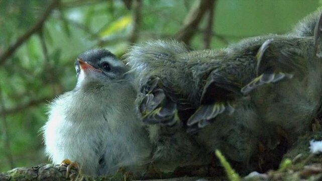 One plump Yellow rumped Warbler chick faces camera, siblings face away