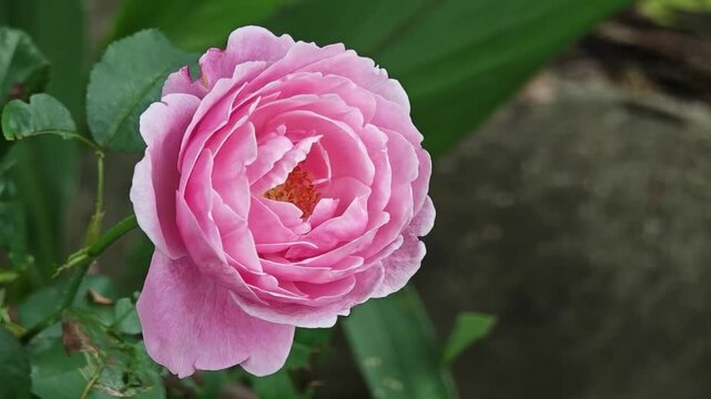 Light pink and white color English Rose Olivia Rose Austin flowers in a garden.