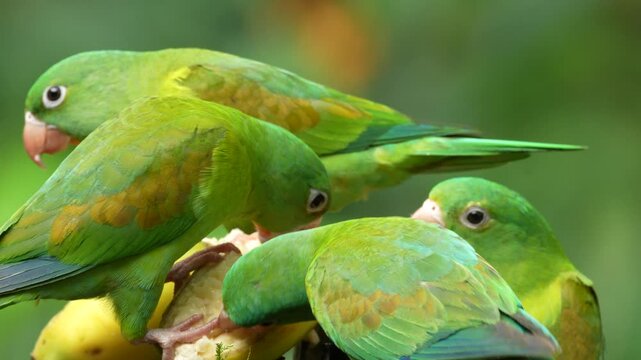 Orange-chinned parakeet, Brotogeris jugularis, Tovi orange-chinned parakeet, Brotogeris jugularis, portrait of light green parrot with red head, Costa Rica. Wildlife scene from tropical nature.