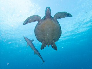 Obraz premium Green Turtle swimming with Sharksucker