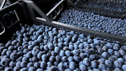 Fototapeta premium Freshly picked organic blueberries in fruit crates prepared for selling on a market.