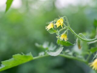 flowers of pear tomatoes not yet germinating