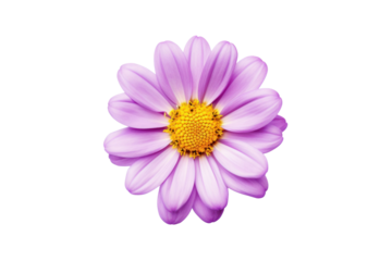 Top view of a single purple flower isolated on white background