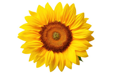 Fototapeta premium Sunflower in mid-bloom with a large, isolated on white background