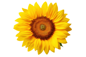 Sunflower in mid-bloom with a large, isolated on white background