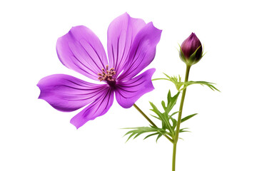 Purple flower with soft petals gently unfurling in a field of greenery isolated on white background
