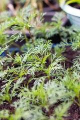A bunch of green plants growing from the soil in a pot