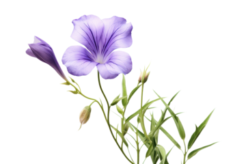 Purple flower with soft petals gently unfurling in a field of greenery isolated on white background