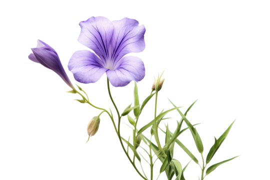 Purple flower with soft petals gently unfurling in a field of greenery isolated on white background