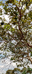 View of tree trunks and tree leaves