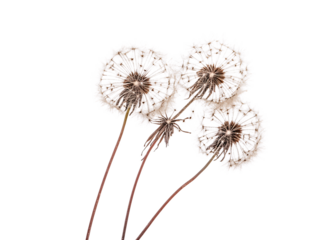 a group of dandelions with seeds