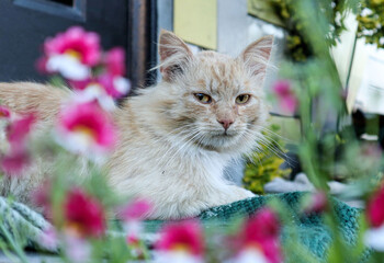 Fototapete bei efototapeten.de bestellen   