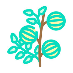 amla ayurvedic herb color icon vector. amla ayurvedic herb sign. isolated symbol illustration