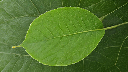 Obraz premium Fresh green leaf freshness color image herbal isolated morning landscape green background,