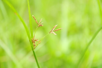 Branch and flowers blooming of Cyperus rotundus grass in nature. Another name is Nut grass, Cocograss and Purple nutsedge.