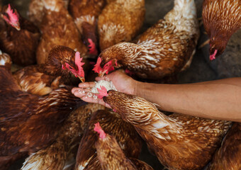 hand feeding brown chicken or hen lay eggs with rice grain in rural farm