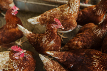 brown chicken or hen lay eggs in rural farm