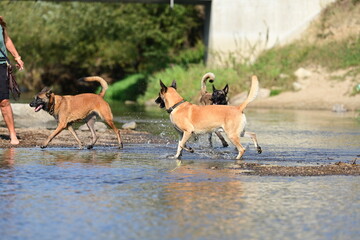 Hunde am Fluss. Malinois Rudel beim Baden am Wasser