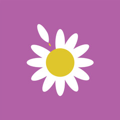 Daisie with their petal removed