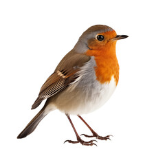 robin bird transparent background 