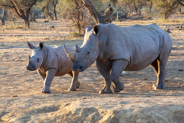 Obraz premium White Rhino with baby