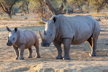 White Rhino with baby