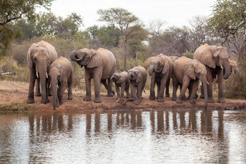Obraz premium Elephants standing and drinking next to a watering hole