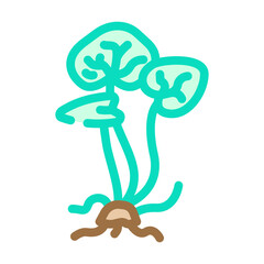 gotu kola ayurvedic herb color icon vector. gotu kola ayurvedic herb sign. isolated symbol illustration