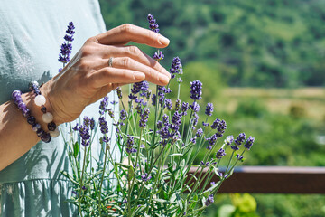 Woman's hands touching blooming scented lavender flowers. Natural herbal methods of treatment....