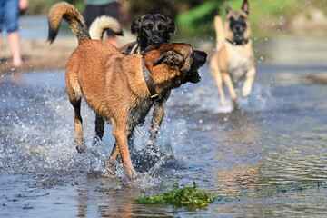 Hunde am Fluss. Malinois Rudel beim Baden am Wasser