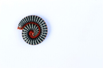 A brightly colored millipede curled up into a perfect circle against a white background.