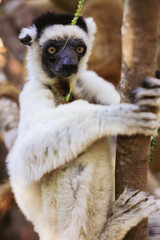 Fototapeta premium Sifaka lemur perched on a tree in Madagascar enjoying a leafy snack during the sunny afternoon hours