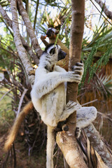 Sifaka lemur climbs a tree in Madagascar, showcasing its agility amid lush greenery during daylight hours