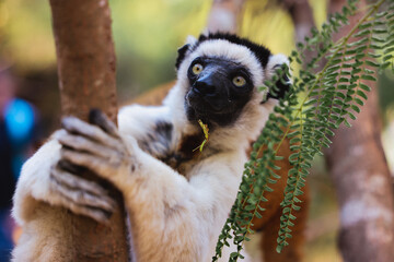 Sifaka lemur climbing a tree in Madagascar while foraging for leaves in the afternoon sunlight
