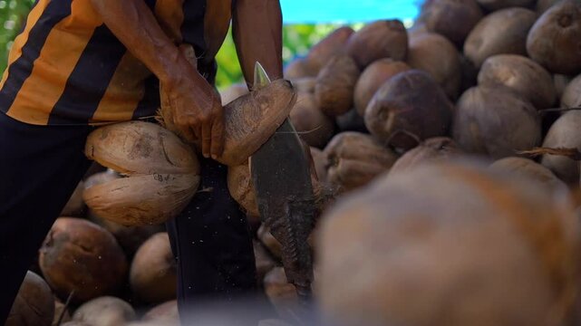 Close-up, farmer's hands peeling a coconut using a traditional tool,  Coconut husk peeling on traditional tool, smallholder farmer on farm, copra farming 