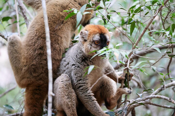 Brown lemurs perched in trees during a sunny day in Madagascar, showcasing their unique fur and behavior