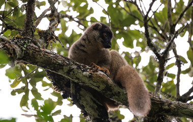 A brown lemur rests on a tree branch in the lush forests of Madagascar during the afternoon