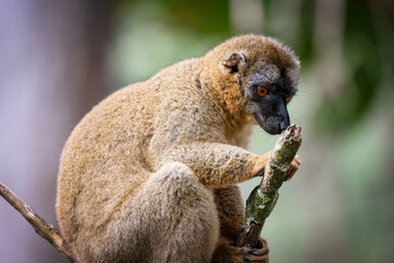 Brown lemur perched on a branch in Madagascar, observing its surroundings in the lush rainforest
