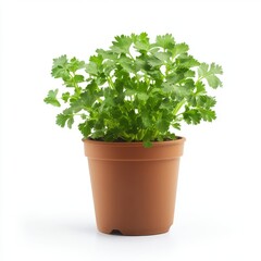 a potted cilantro plant
