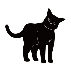 Black cat