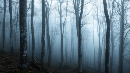 Fototapeta premium Misty Forest