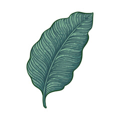 Tropical Leaf, Bird of Paradise Leaves, Palm Leaf, Green Leaf