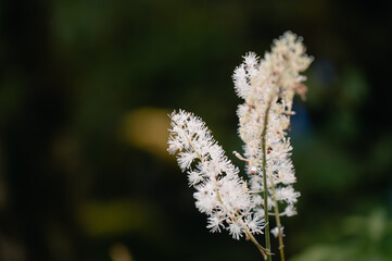 オオバショウマの花、自然の美しい白い花