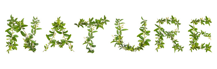 Alphabet creeper flower isolated on white background.