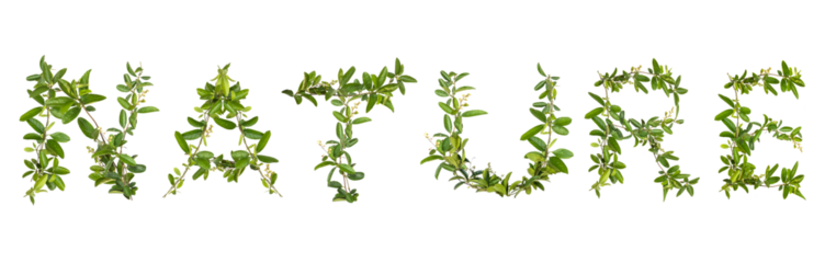 Alphabet creeper flower isolated on white background.