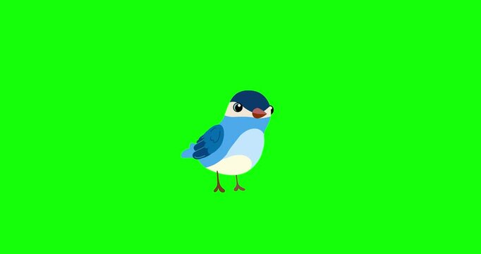 Blue passerine bird cartoon animation character turn green screen. Blinking eyes seamless loop behaviour animal part of a serie moves. 4K video greenbox film movie for any landscape.