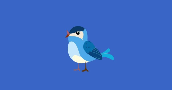 Blue passerine bird cartoon animation character singing isolated. Blinking eyes seamless loop behaviour isolated animal part of a serie moves. 4K video film movie for any landscape background.