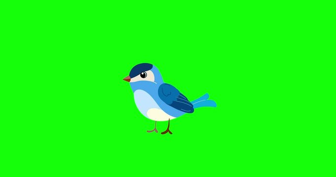 Blue passerine bird cartoon animation character landing green screen. Seamless loop greenbox behaviour animal part of a serie moves. 4K video film movie for any landscape background.